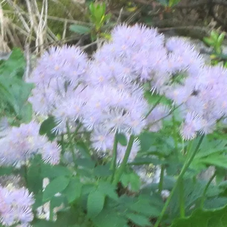 Basti Forstau (Salzburg)