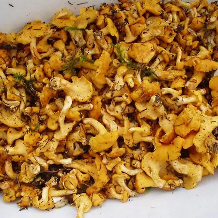 Apartmán Basti Forstau (Salzburg)